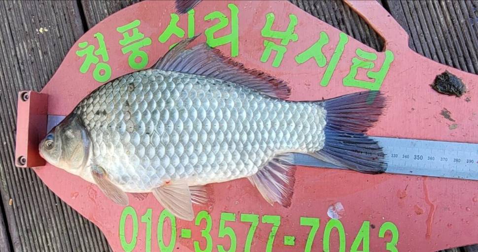 청풍신리낚시터 조황정보입니다 (조황조행기 - 충주호조황속보)