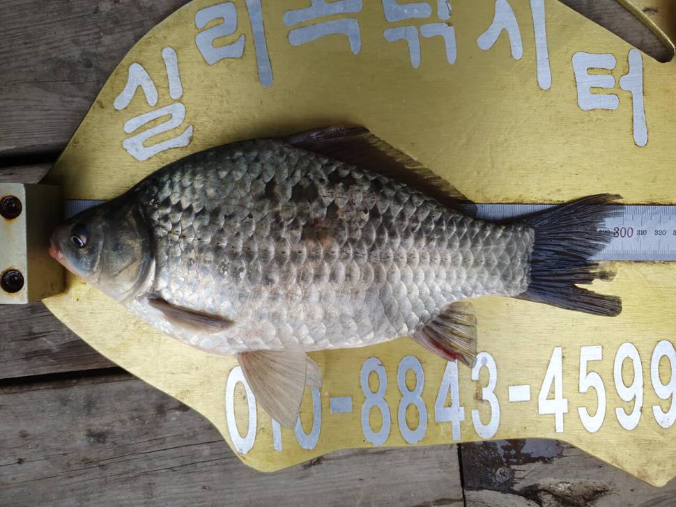 실리곡낚시터 4짜2수허리급 4수 조황입니다 (조황조행기 - 충주호조황속보)