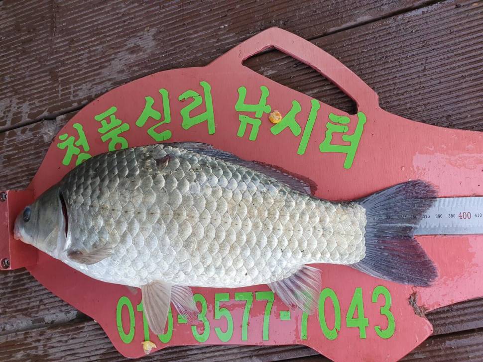 청풍신리낚시터 43cm415cm 4짜4짜 허리급 5수 조황입니다 (조황조행기 - 충주호조황속보)