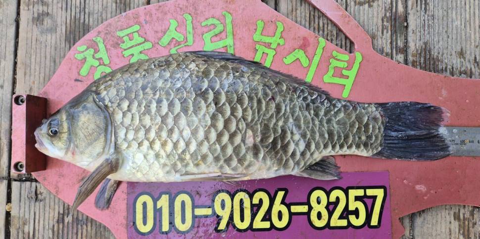청풍신리낚시터 조황입니다 (조황조행기 - 충주호조황속보)