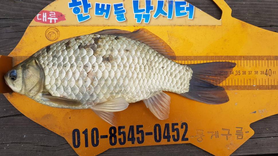 한버들 4짜44cm포함 허릿급 조황입니다 (조황조행기 - 충주호조황속보)
