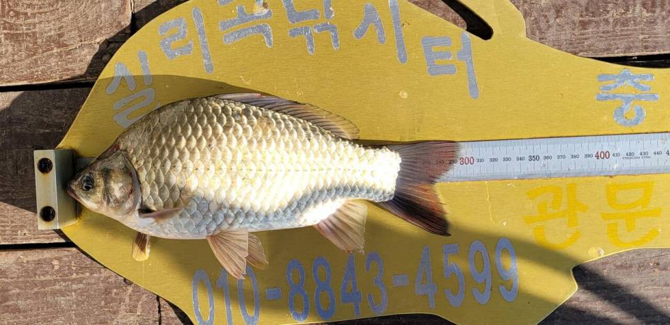 실리곡낚시터 허리급 조황입니다 (조황조행기 - 충주호조황속보)