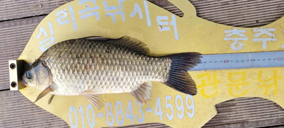 실리곡낚시터 허리급 조황입니다 (조황조행기 - 충주호조황속보)