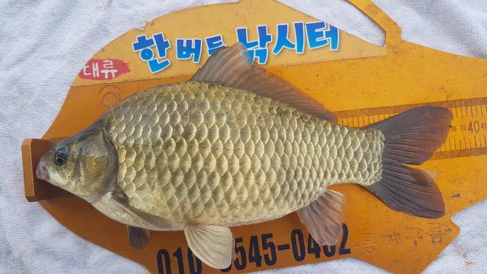 한버들 조황입니다 (조황조행기 - 충주호조황속보)