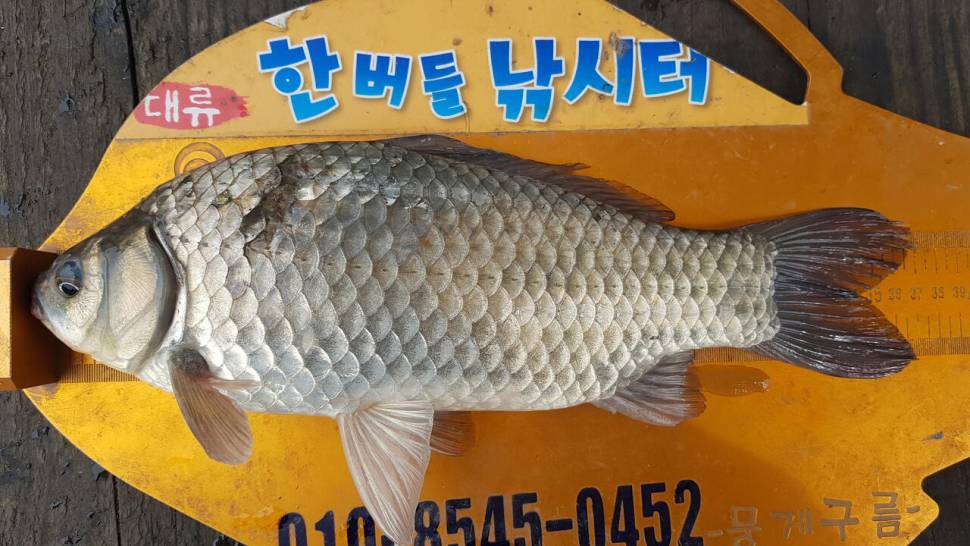 청풍 한버들 낚시터 4짜포함 허릿급 조황입니다 (조황조행기 - 충주호조황속보)