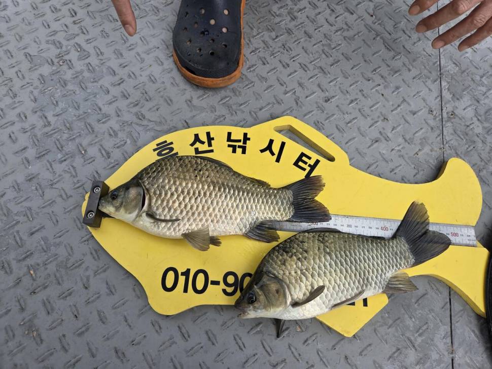후산낚시터 조황정보 (조황조행기 - 충주호조황속보)