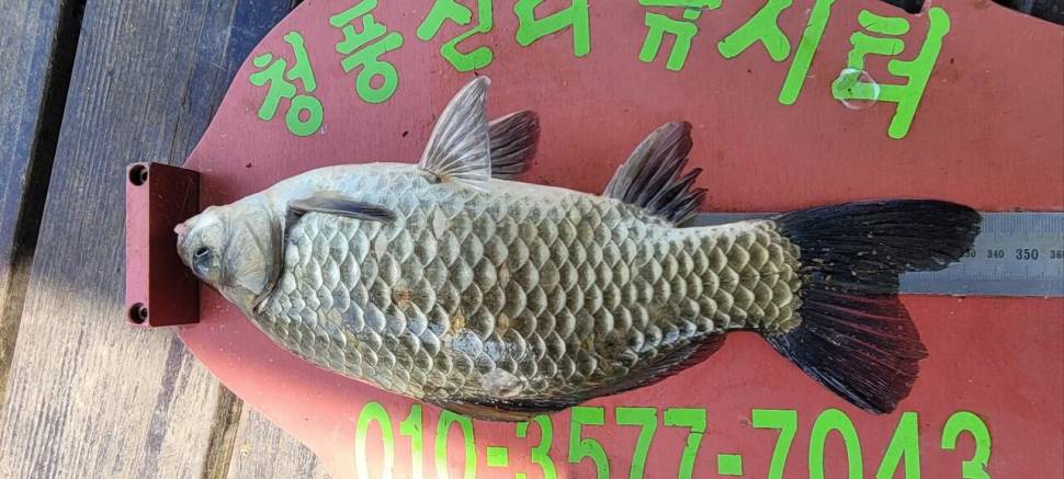 청풍신리낚시터 41cm외 대박마릿수입니다 (조황조행기 - 충주호조황속보)