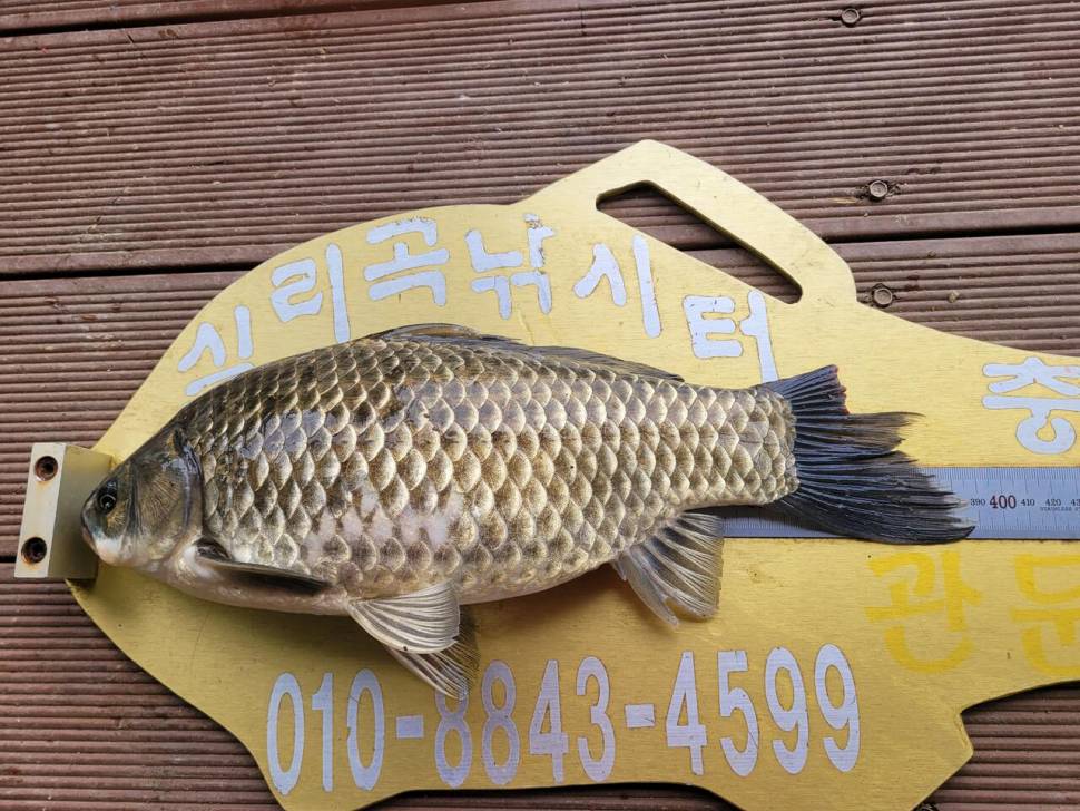 청풍 실리곡낚시터 43cm 대물입니다 (조황조행기 - 충주호조황속보)