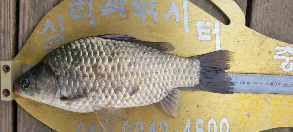 청풍 실리곡낚시터 허리급입니다 (조황조행기 - 충주호조황속보)