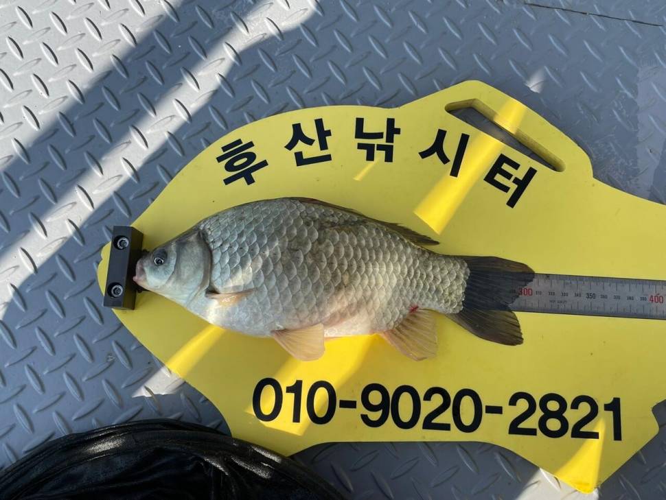 후산낚시터 조황 안내 입니다 (조황조행기 - 충주호조황속보)
