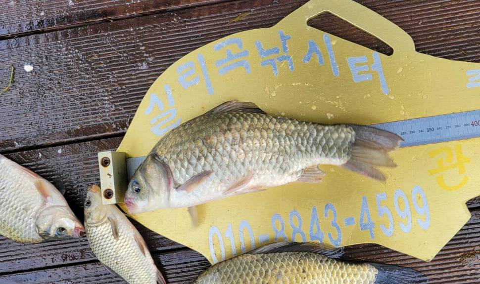 청풍 실리곡낚시터 허리급 조황입니다 (조황조행기 - 충주호조황속보)