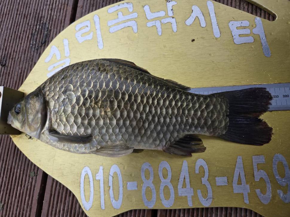 청풍 실리곡낚시터 조황입니다 (조황조행기 - 충주호조황속보)