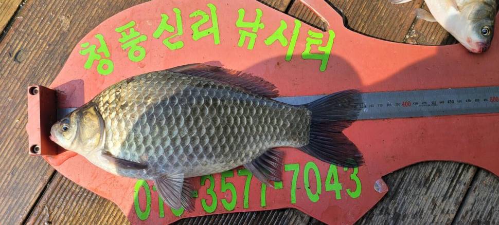 청풍신리낚시터 허리급 조황입니다 (조황조행기 - 충주호조황속보)