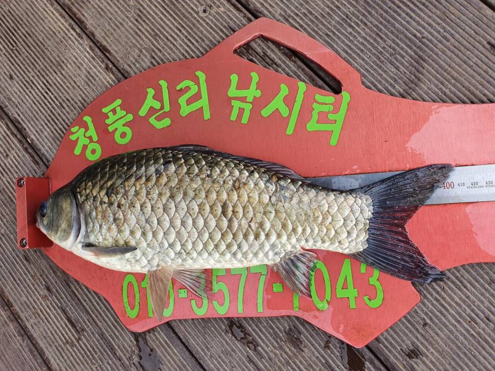 청풍신리낚시터 43cm4짜 4수 조황입니다 (조황조행기 - 충주호조황속보)
