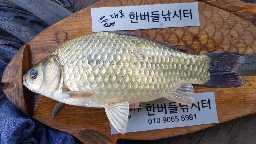 한버들 4짜 포함 허릿급 조황입니다 (조황조행기 - 충주호조황속보)
