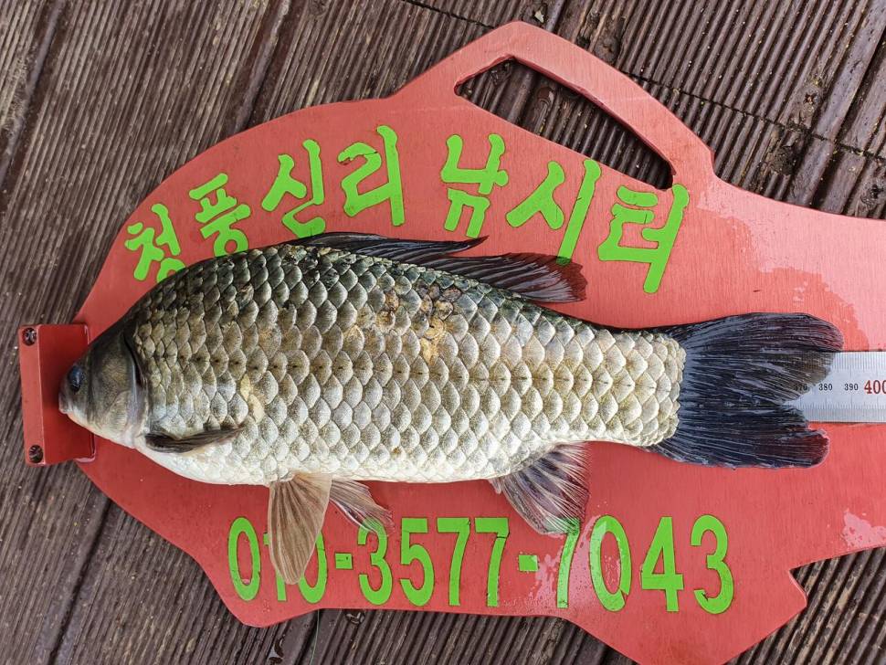 청풍신리낚시터 4짜외 허리급 조황입니다 (조황조행기 - 충주호조황속보)
