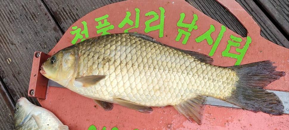 청풍신리낚시터 조황정보입니다 (조황조행기 - 충주호조황속보)
