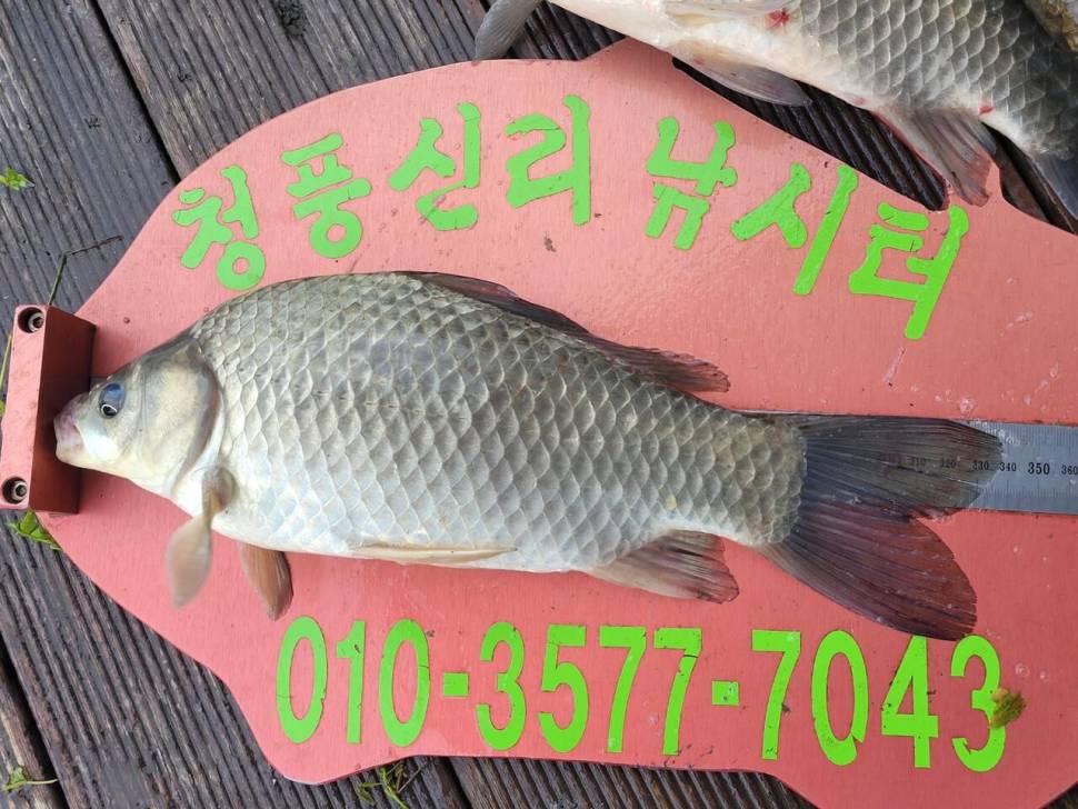 청풍신리낚시터 허리급조황입니다 (조황조행기 - 충주호조황속보)