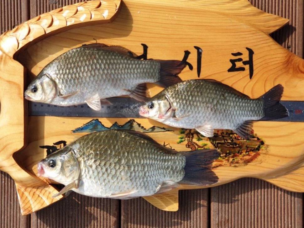 솔낚시터 조황입니다 (조황조행기 - 충주호조황속보)