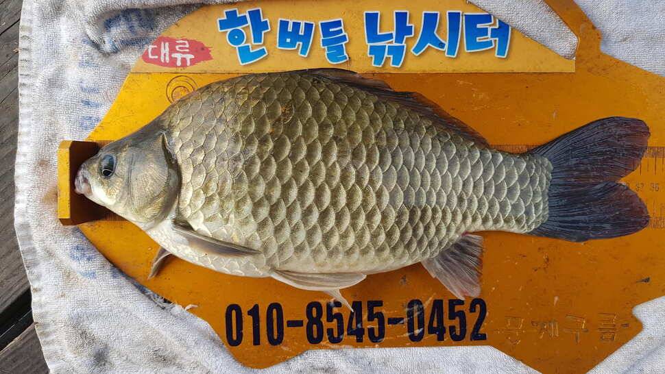 한버들 조황입니다 (조황조행기 - 충주호조황속보)