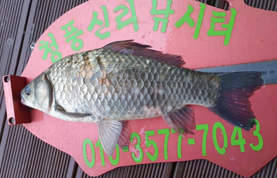 청풍신리낚시터 45cm허리급4수 조황입니다 (조황조행기 - 충주호조황속보)