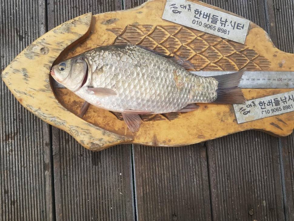 청풍 한버들 허릿급및 월척 조황입니다 (조황조행기 - 충주호조황속보)