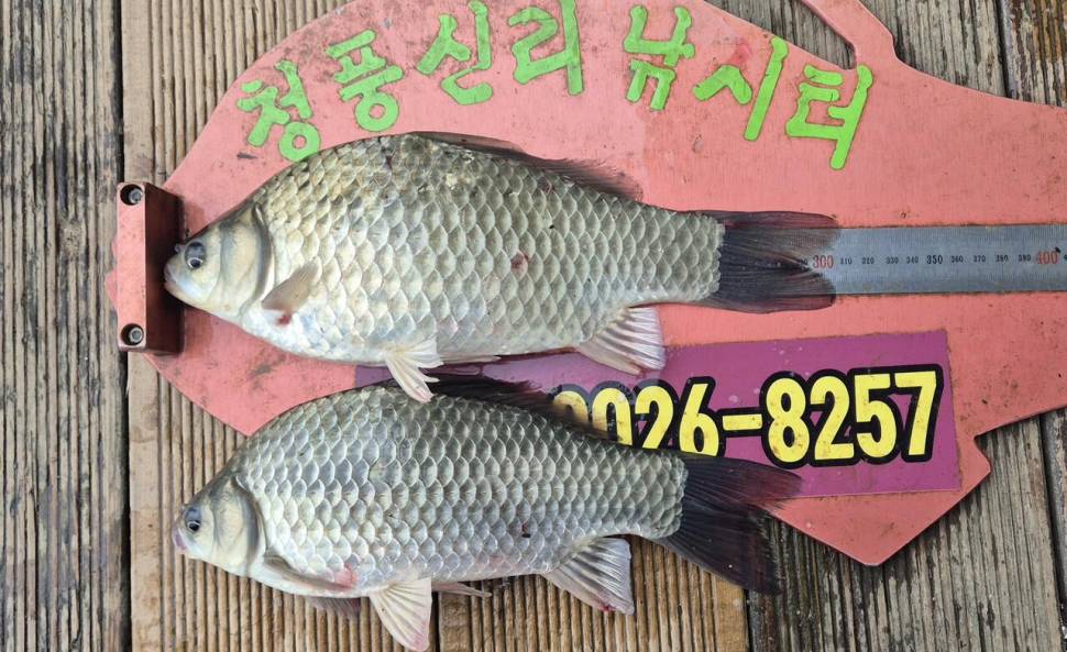 청풍신리낚시터 주말조황입니다 (조황조행기 - 충주호조황속보)