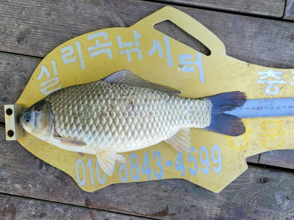 실리곡낚시터 42cm외 4짜3수 조황입니다 (조황조행기 - 충주호조황속보)