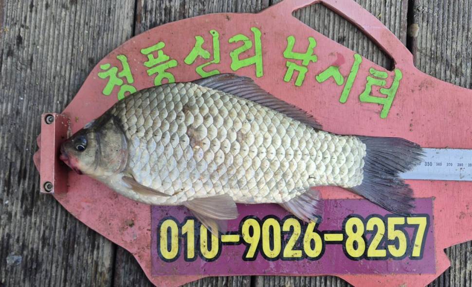 청풍신리낚시터 주말조황 입니다 (조황조행기 - 충주호조황속보)