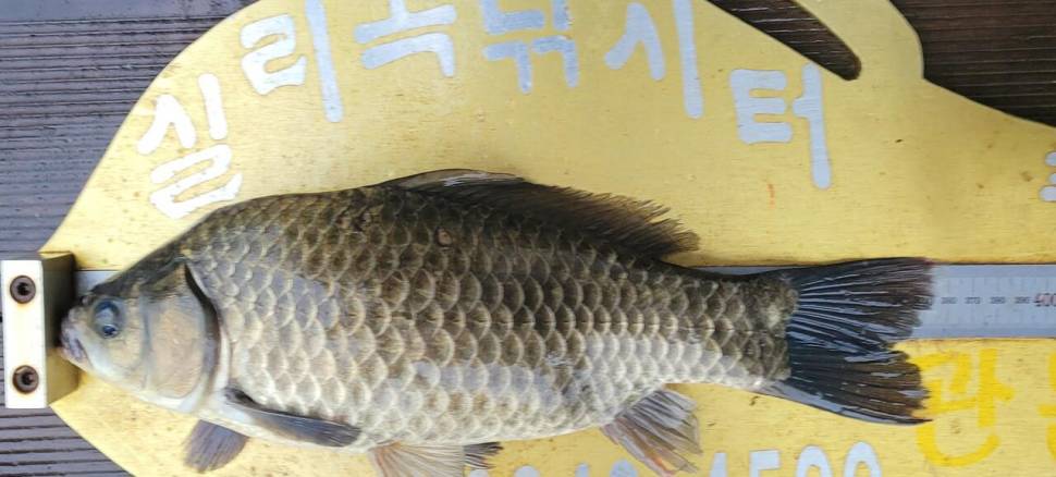 실리곡낚시터 허리급 조황입니다 (조황조행기 - 충주호조황속보)