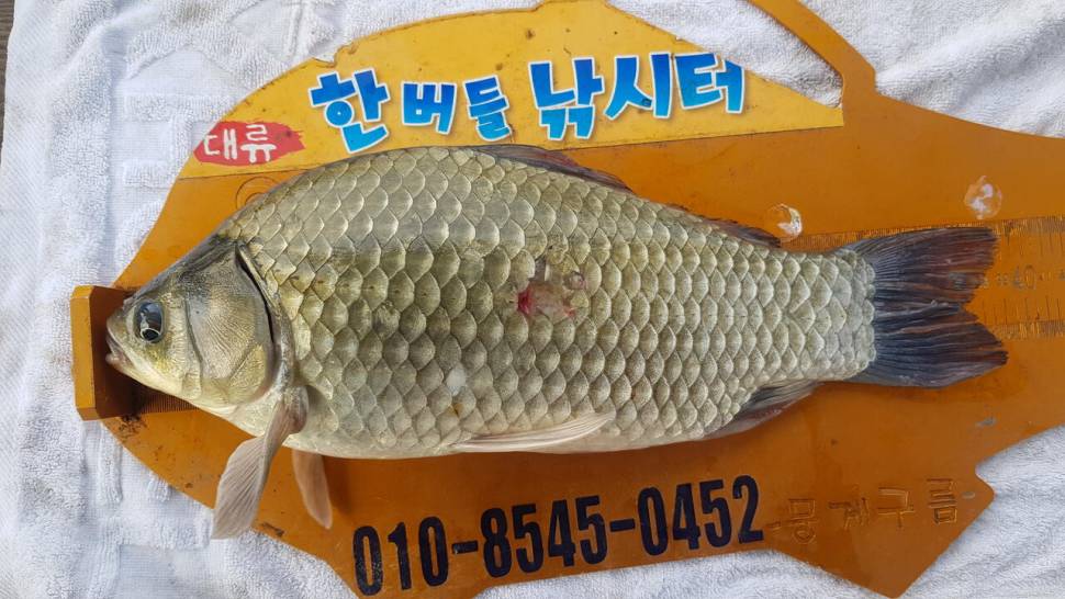 한버들 4짜 포함 허릿급 조황입니다 (조황조행기 - 충주호조황속보)