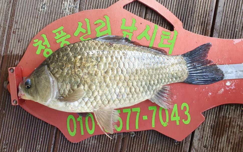 청풍신리낚시터 42cm415cm 조황입니다 (조황조행기 - 충주호조황속보)