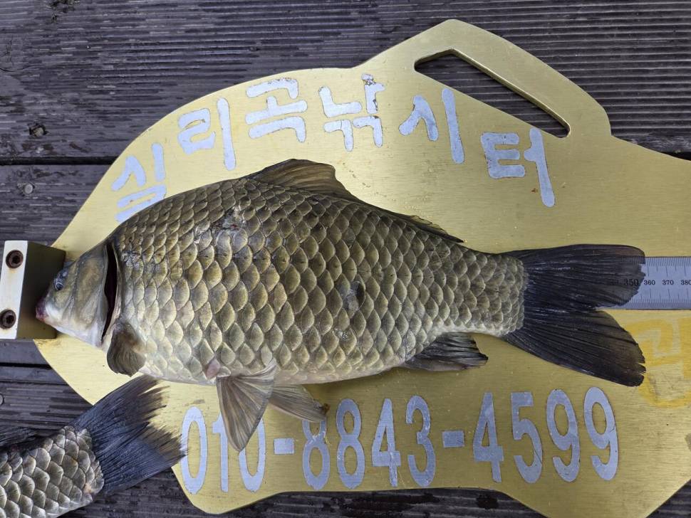 청풍 실리곡낚시터 조황입니다 (조황조행기 - 충주호조황속보)