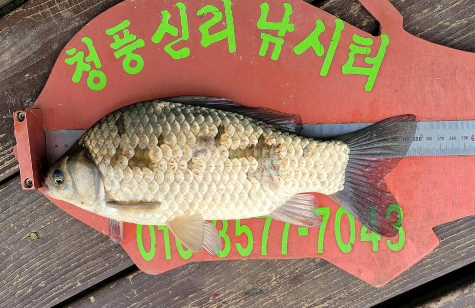 청풍신리낚시터 허리급조황입니다 (조황조행기 - 충주호조황속보)