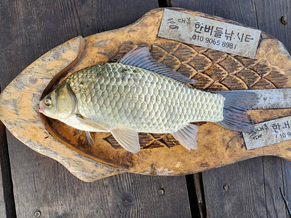 청풍 한버들 허릿급 조황입니다 (조황조행기 - 충주호조황속보)
