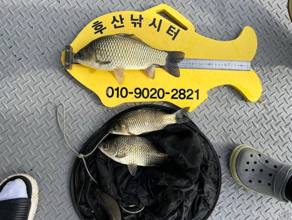 후산낚시터 조황 안내 입니다 (조황조행기 - 충주호조황속보)