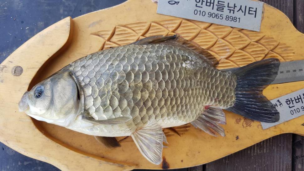 한버들 4짜 포함 허릿급 조황입니다 (조황조행기 - 충주호조황속보)