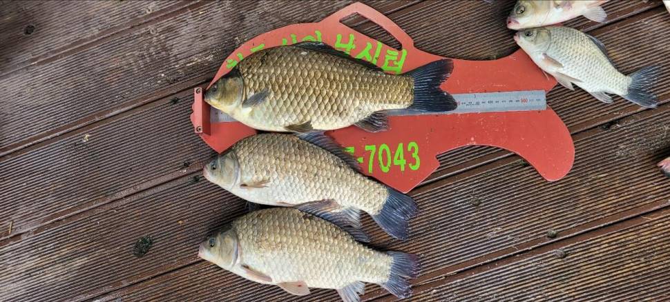 청풍신리낚시터 43cm4짜외 허리급 조황 (조황조행기 - 충주호조황속보)