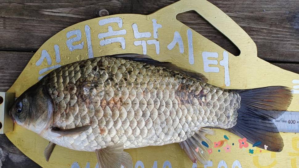 실리곡낚시터 4짜 3수허리급 조황입니다 (조황조행기 - 충주호조황속보)