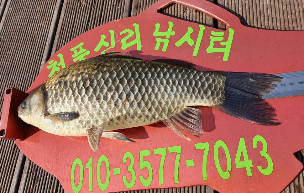청풍신리낚시터 4짜허리급 6수 조황입니다 (조황조행기 - 충주호조황속보)