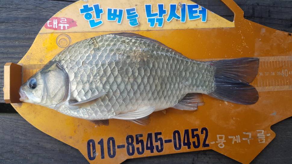 한버들 조황입니다 (조황조행기 - 충주호조황속보)