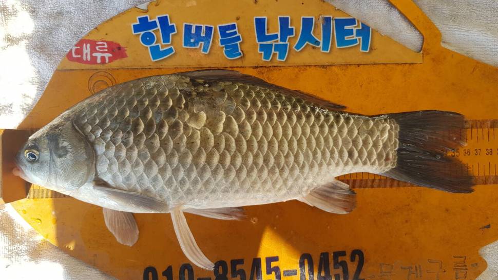 한버들 조황입니다 (조황조행기 - 충주호조황속보)