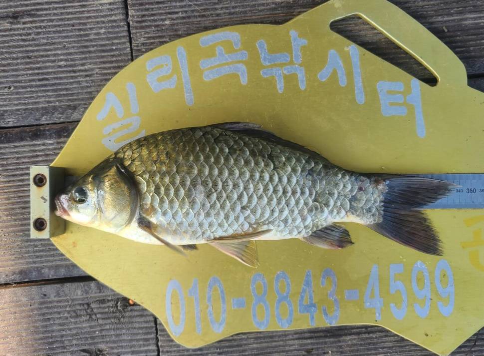 청풍 실리곡낚시터 허리급 조황입니다 (조황조행기 - 충주호조황속보)