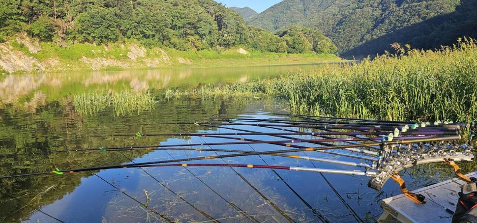 충주 명서낚시터 조황입니다 (조황조행기 - 충주호조황속보)