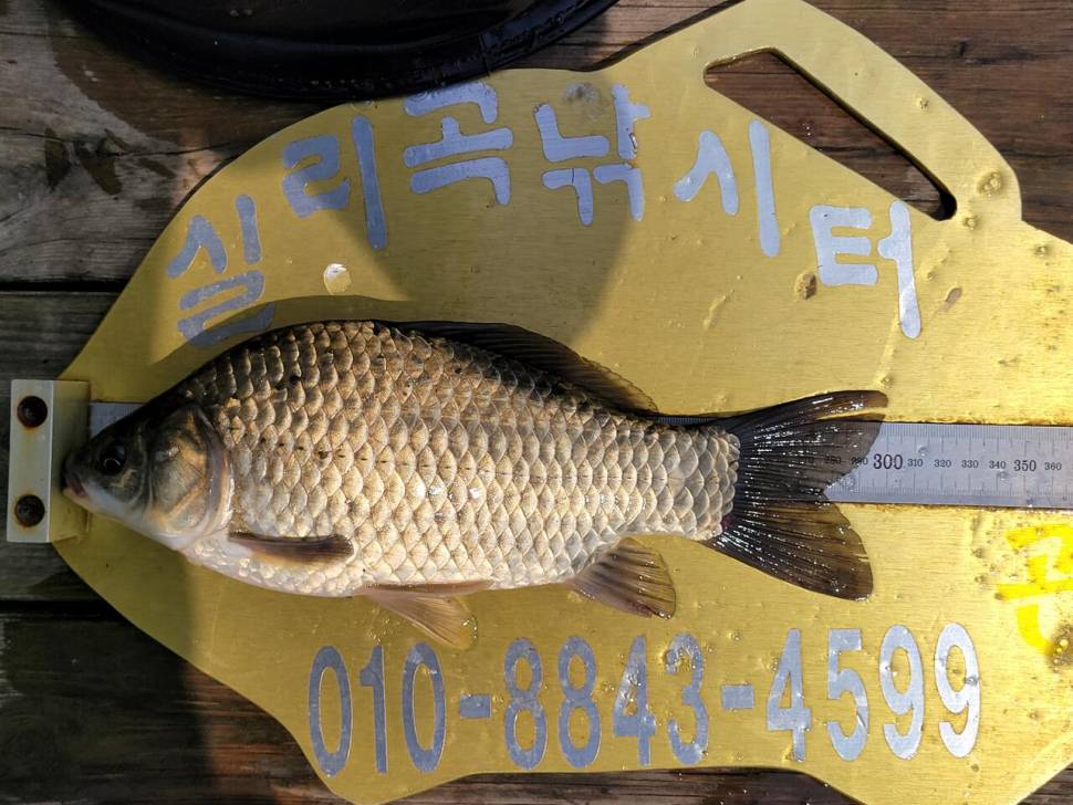 실리곡낚시터 4짜외 허리급입니다 (조황조행기 - 충주호조황속보)