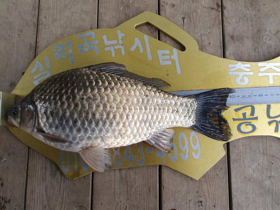실리곡낚시터 41cm37cm입니다 (조황조행기 - 충주호조황속보)