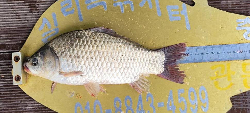 실리곡낚시터 4짜외 허리급 조황입니다 (조황조행기 - 충주호조황속보)