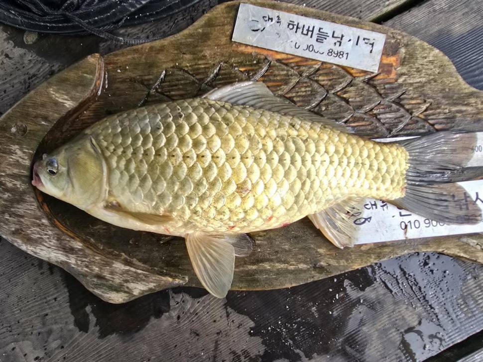 청풍 한버들 조황입니다 (조황조행기 - 충주호조황속보)