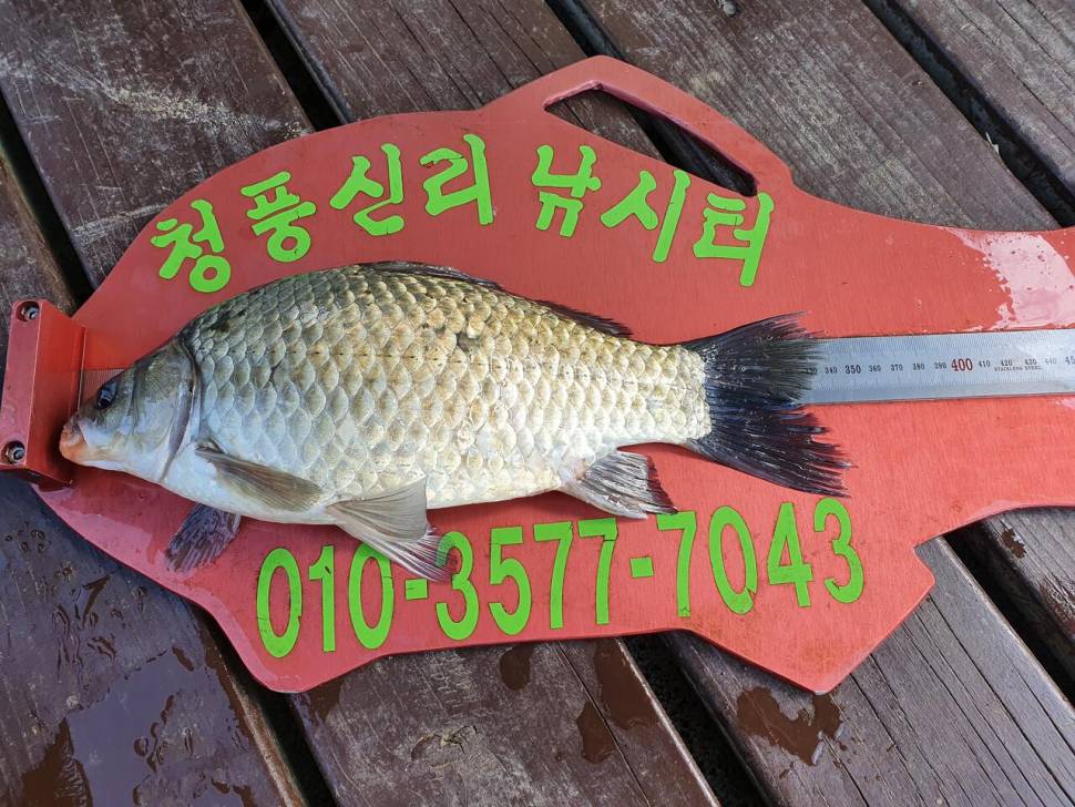 청풍신리낚시터 4짜허리급 6수 조황입니다 (조황조행기 - 충주호조황속보)