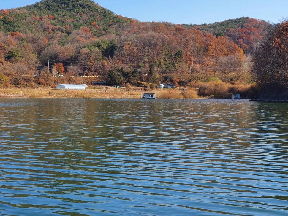 청풍신리낚시터 4짜 조황입니다 (조황조행기 - 충주호조황속보)